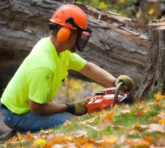 tree services Munnsville